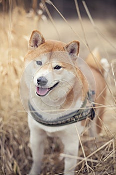 Shiba inu standing in the high gras, smiling