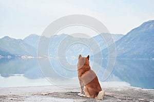 A Shiba Inu stands majestically on a pedestal, overlooking a lake with mountains