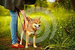 Shiba Inu stands next to hostess.