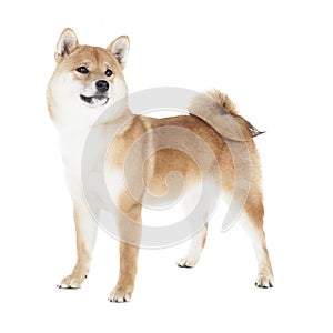 Shiba Inu in the studio