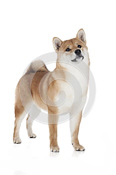 Shiba Inu in the studio