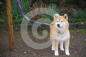 Shiba inu tether by leash on wooden post in park