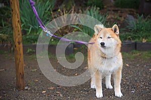 Shiba inu tether by leash on wooden post in park photo