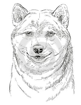 Shiba Inu vector portrait