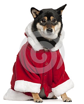 Shiba Inu wearing Santa outfit, 2 years old