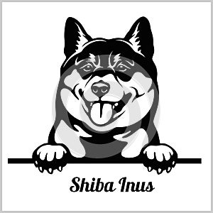 Shiba Inus - Peeking Dogs - breed face head isolated on white