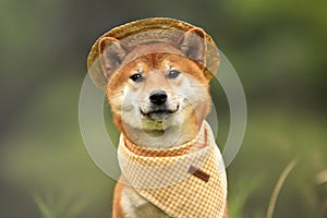 Shiba in Panama, the most fashionable dog