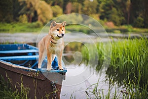 Shiba sits on a boat