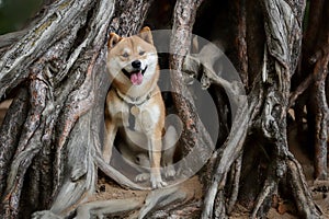 Shiba sits in the roots of a tree