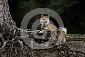 Shiba sits in the roots of a tree