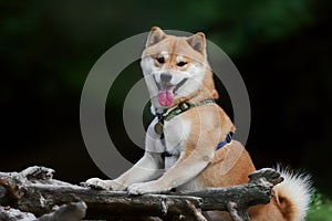 Shiba sits in the roots of a tree