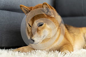 A Shiba sitting in the living room. Japanese dog