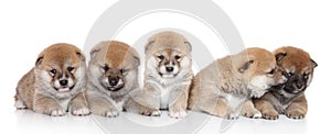 ShibaInu puppies on a white backgroud