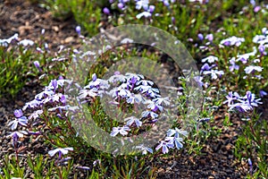 Shibasakura field or pink moss flower in Fuji shibasakura festival Japan.