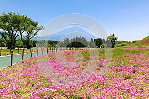 Shibazakura Festival with the field of pink moss of Sakura or ch