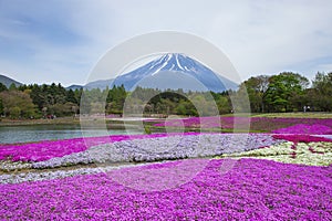 Shibazakura Festival in Japan