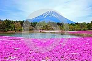 Shibazakura Festival in Japan with Mount Fuji
