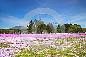 Shibazakura Festival in Japan with Mount Fuji