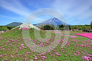 Shibazakura Festival in Japan with Mount Fuji