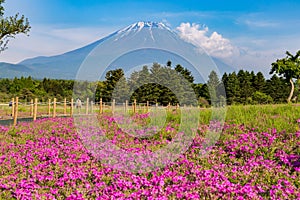 Shibazakura flower field with Mount Fuji san in the background i