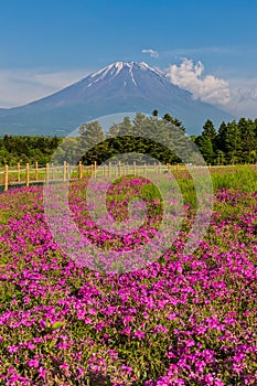 Shibazakura flower field with Mount Fuji san in the background i