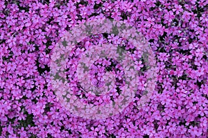 Shibazakura or pink moss as background