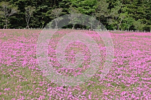 Shibazakura Pink Moss Kawaguchiko at Yamanashi.