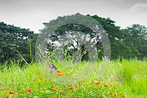 Shibpur Botanical Garden, West Bengal, India
