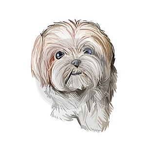ShiChi dog digital art illustration isolated on white photo