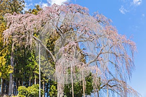 Shidare cherry blossom bloom