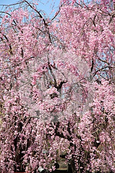 Shidarezakura flowers in Tokyo