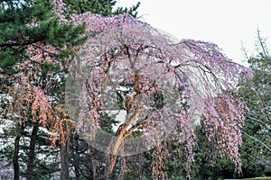 ShidarezakuraWeeping Cherry blossoms at Tsutsujigaoka Park,Sendai,Tohoku,Japan.