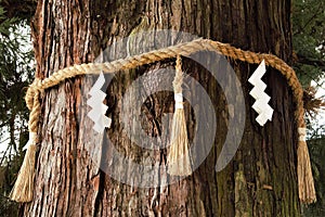 Shide on Shimenawa around a Yorishiro tree at Kasuga-taisha Shinto Shrine, Nara, Japan