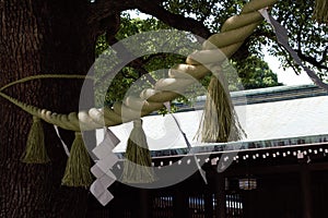 Shide on Shimenawa around a Yorishiro tree at Meiji Shinto Shrine, Shibuya, Tokyo, Japan