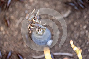 Shield backed katydid perched in a faucet in a pipe