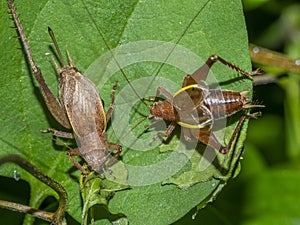 Shield-backed katydids