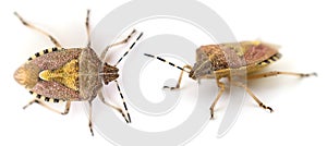 Shield beetle isolated