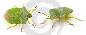 Shield beetle isolated