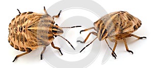 Shield beetle isolated