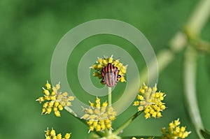 Shield Bug