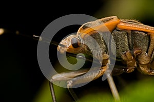 Shield bug