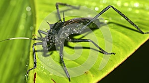 Shield Bug, Amazonia