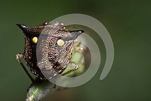Shield Bug back with smiling face
