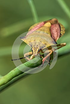Shield bug - Carpocoris fuscispinus