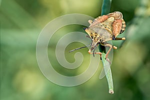 Shield bug - Carpocoris fuscispinus