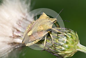 Shield bug - Carpocoris fuscispinus
