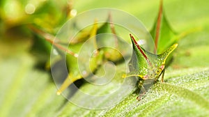Shield Bug, Amazonia