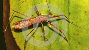 Shield Bug, Amazonia