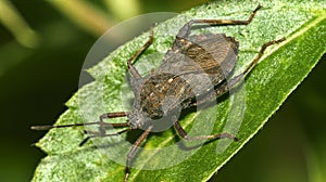 Shield Bug, Amazonia