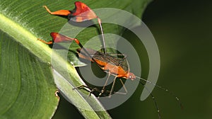 Shield Bug, Amazonia